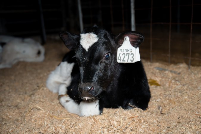 Calves in pens on dairy farm