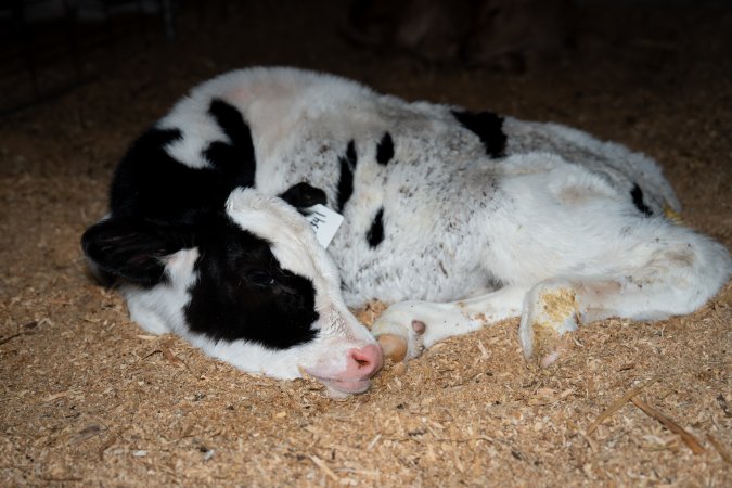 Calves in pens on dairy farm