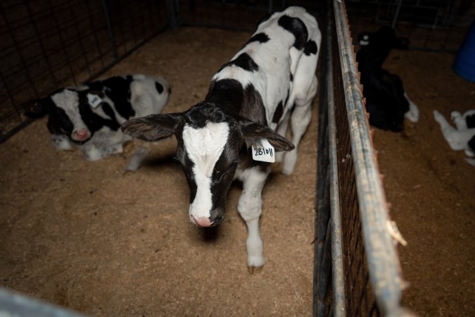 Calves in pens on dairy farm