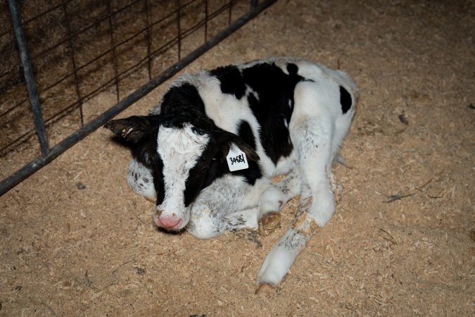 Calves in pens on dairy farm