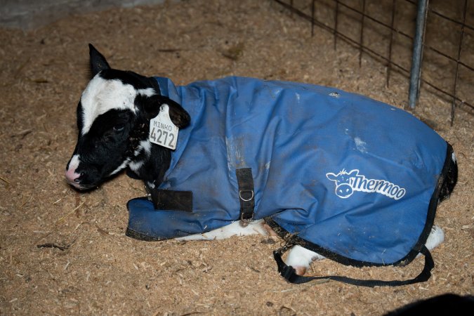 Calves in pens on dairy farm