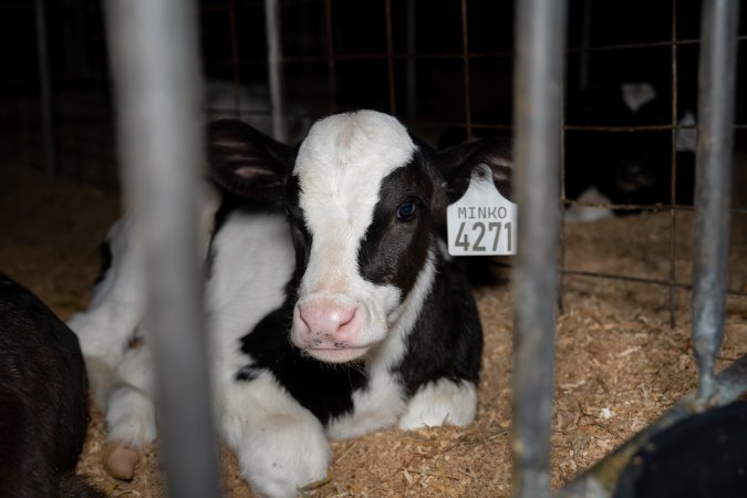 Calves in pens on dairy farm