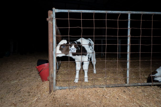 Calves in pens on dairy farm
