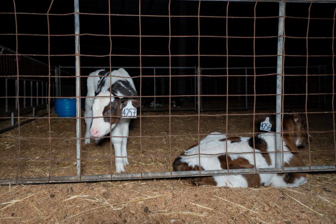 Calves in pens on dairy farm