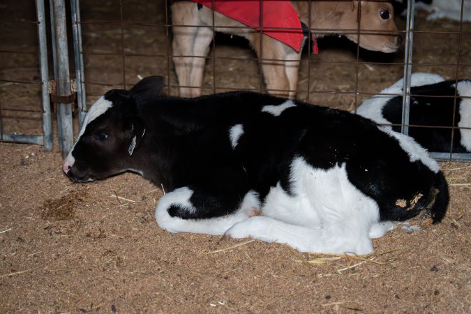 Calves in pens on dairy farm