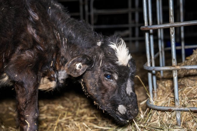 Calves in pens on dairy farm