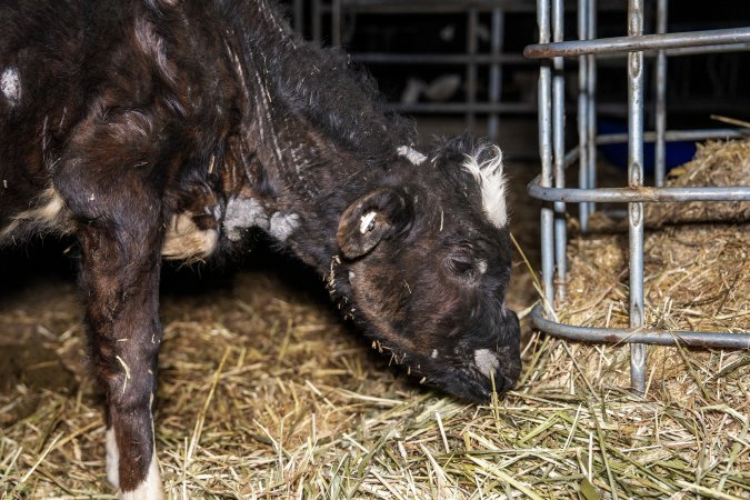 Calves in pens on dairy farm