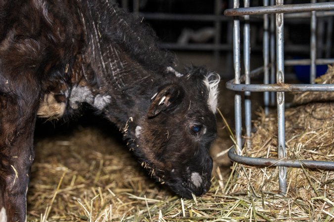 Calves in pens on dairy farm