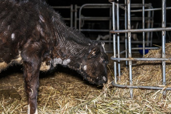 Calves in pens on dairy farm