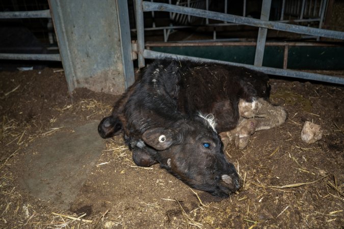 Dead calf at dairy farm