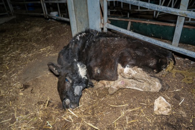 Dead calf at dairy farm