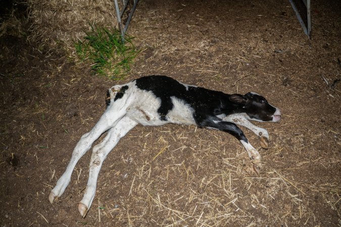 Dead calf at dairy farm
