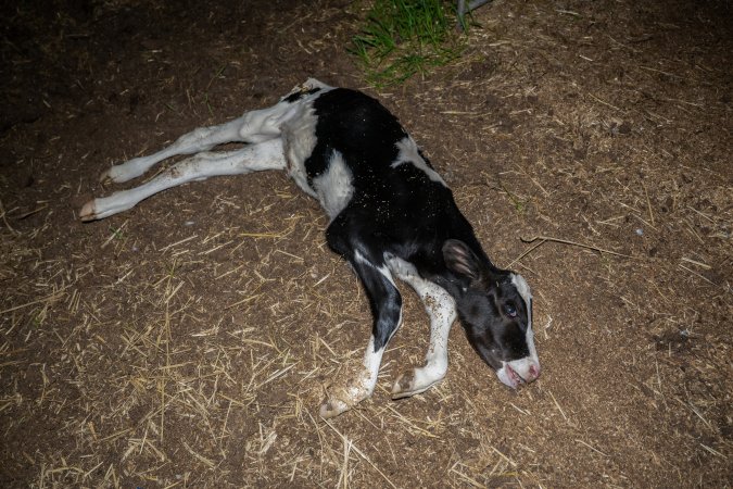 Dead calf at dairy farm
