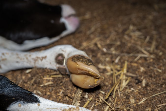 Dead calf at dairy farm