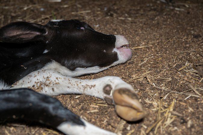 Dead calf at dairy farm