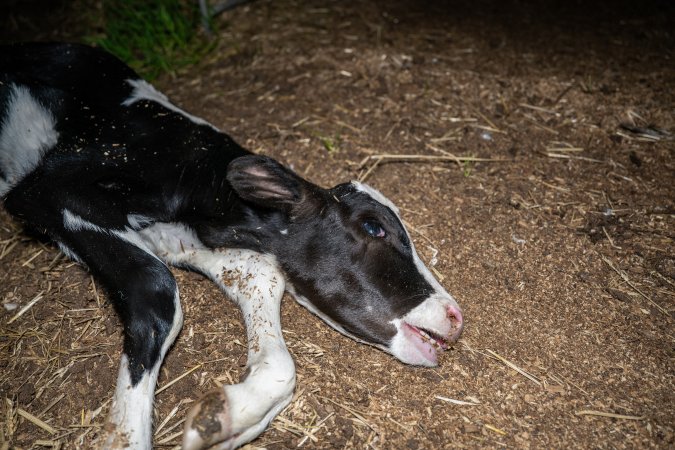 Dead calf at dairy farm