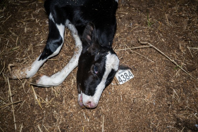 Dead calf at dairy farm