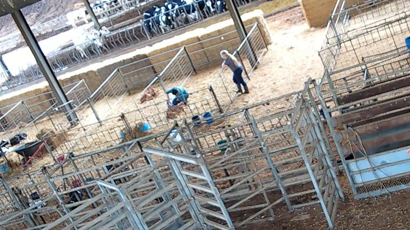 Workers in calf pen at dairy farm