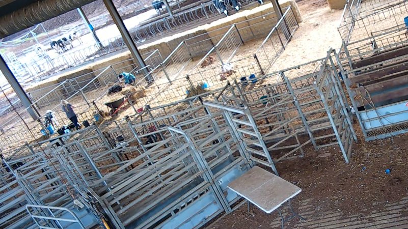 Workers in calf pen at dairy farm