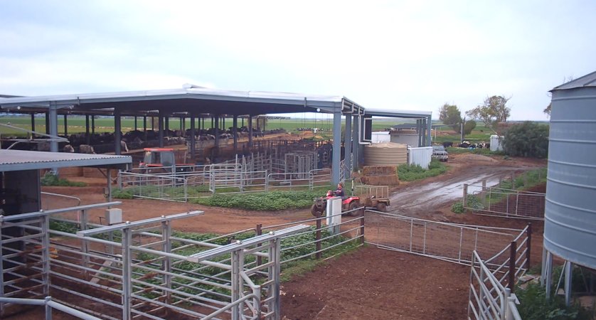 Calf in trailer at dairy farm