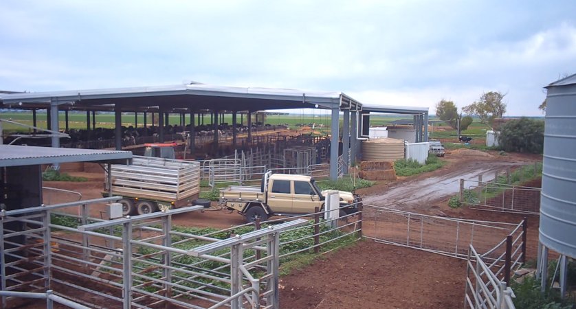Animals in trailer at dairy farm