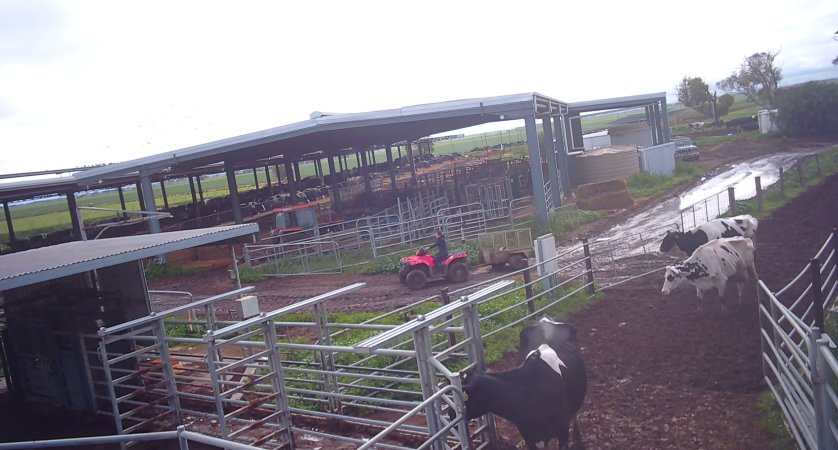 Calf in trailer at dairy farm