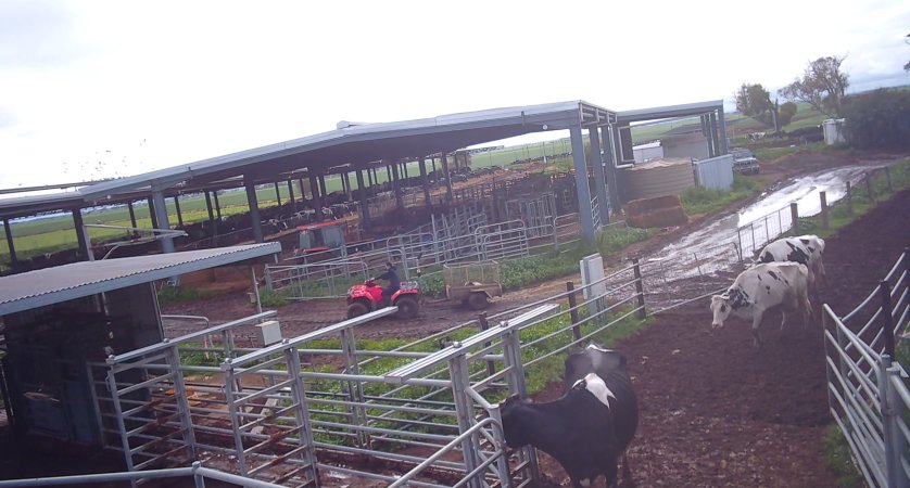 Calf in trailer at dairy farm