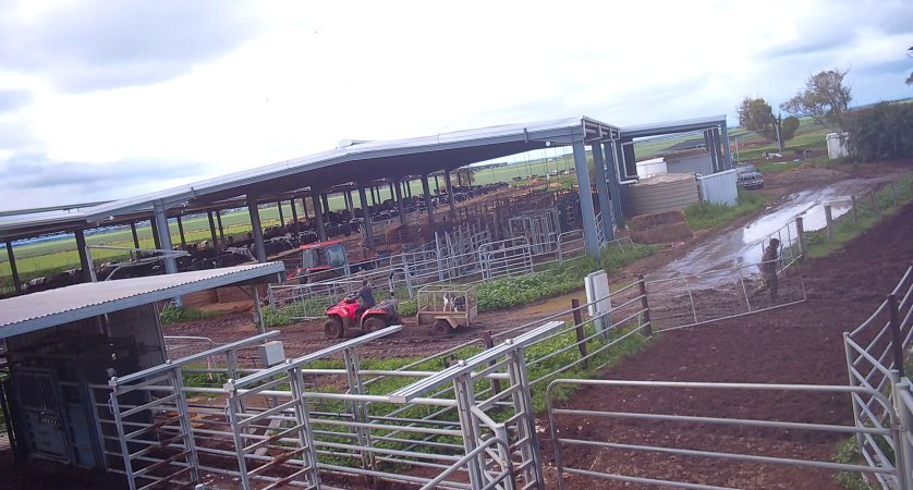 Calf in trailer at dairy farm