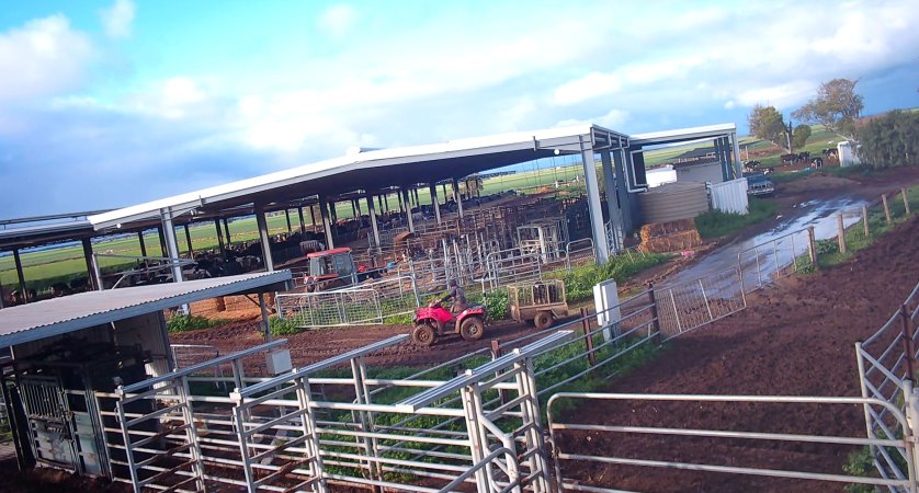 Calf in trailer at dairy farm