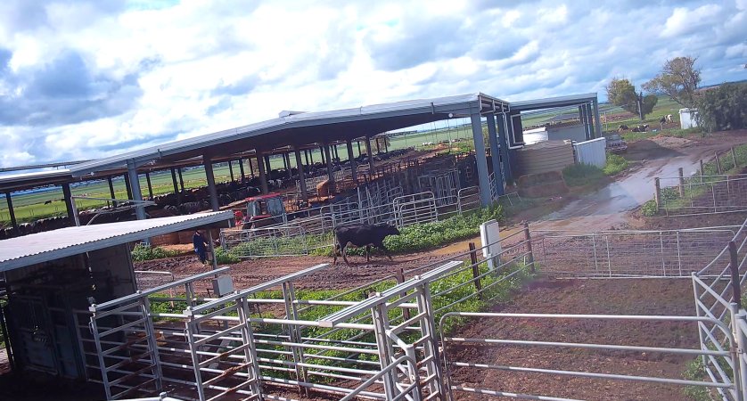 Cow at dairy farm