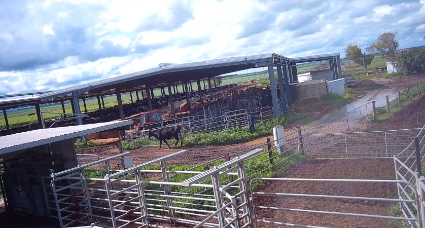 Cow at dairy farm