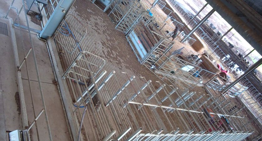 Workers in calf pens at dairy farm