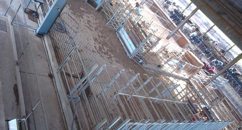 Workers in calf pens at dairy farm