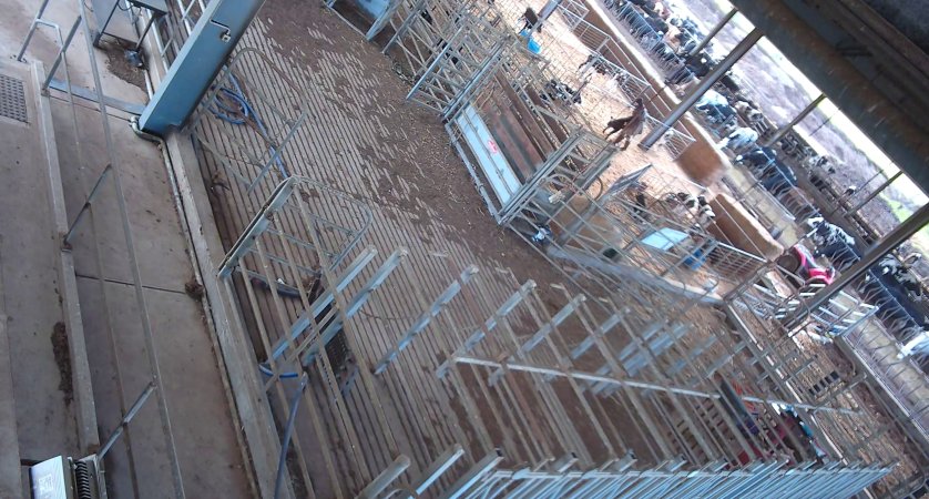 Workers in calf pens at dairy farm