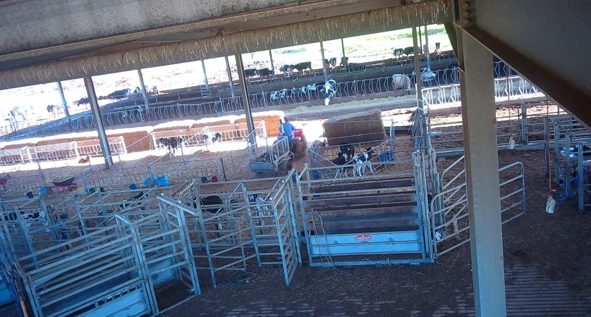 Workers in calf pens at dairy farm