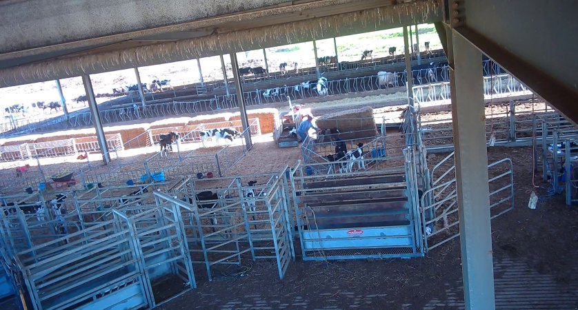 Workers in calf pens at dairy farm