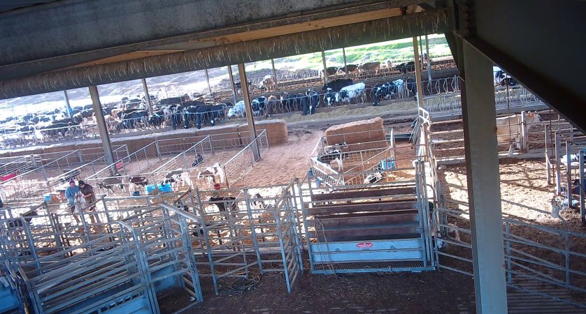 Workers in calf pens at dairy farm