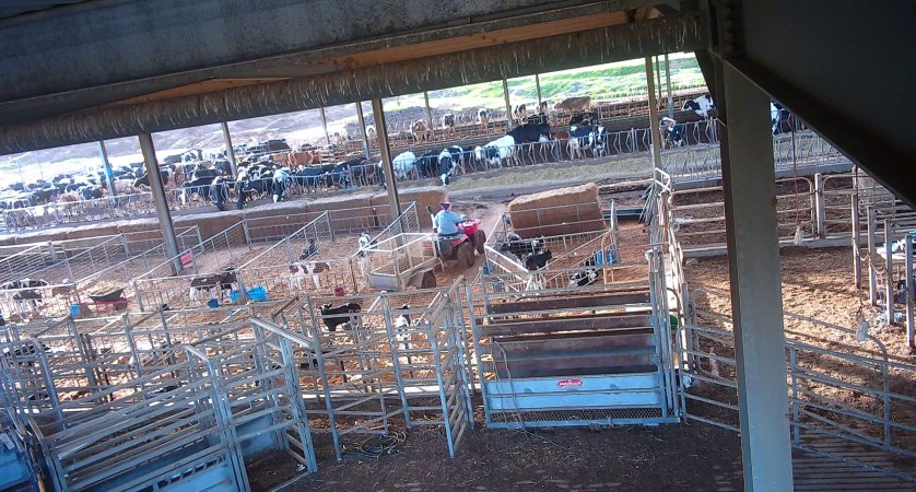 Workers in calf pens at dairy farm