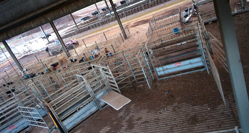 Workers in calf pens at dairy farm