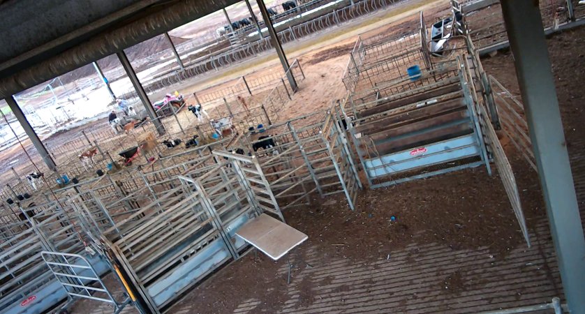 Workers in calf pens at dairy farm