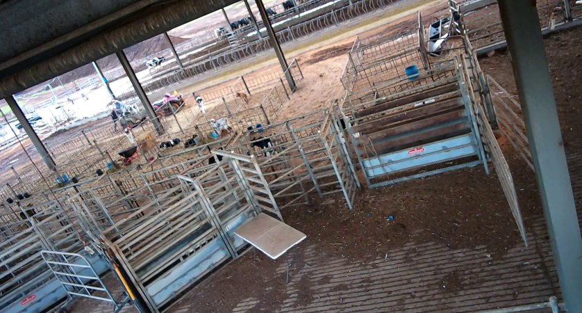 Workers in calf pens at dairy farm