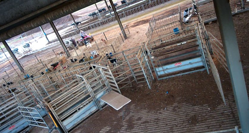 Workers in calf pens at dairy farm