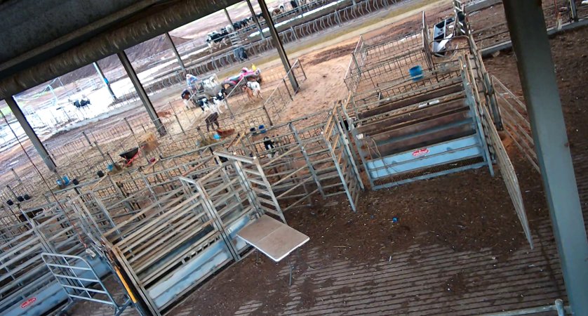 Workers in calf pens at dairy farm