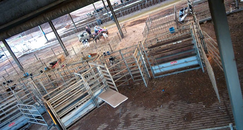 Workers in calf pens at dairy farm