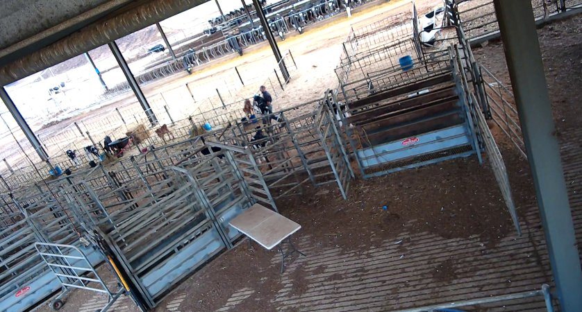 Workers in calf pens at dairy farm