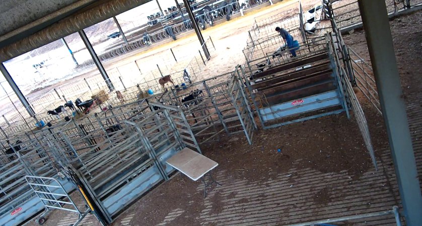 Workers in calf pens at dairy farm