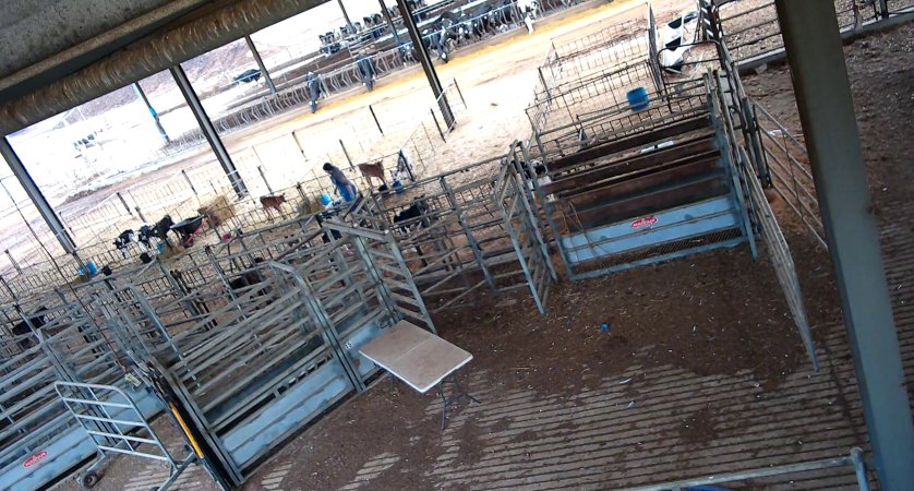 Workers in calf pens at dairy farm