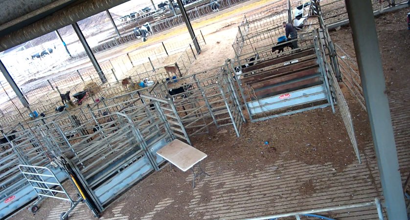 Workers in calf pens at dairy farm