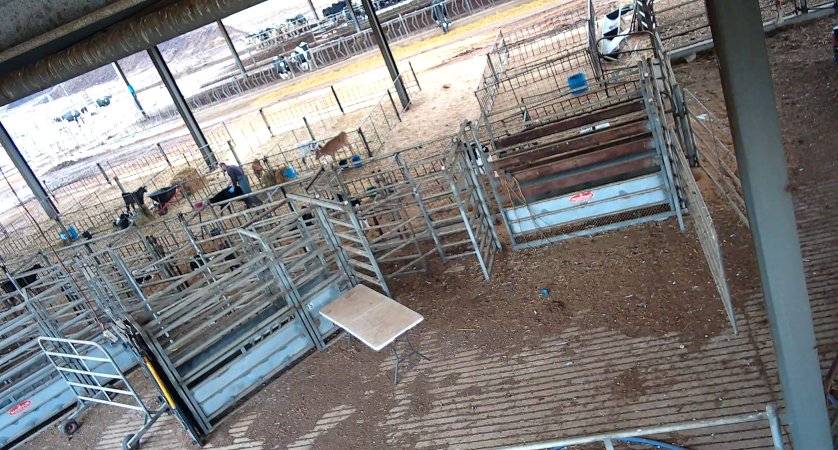 Workers in calf pens at dairy farm