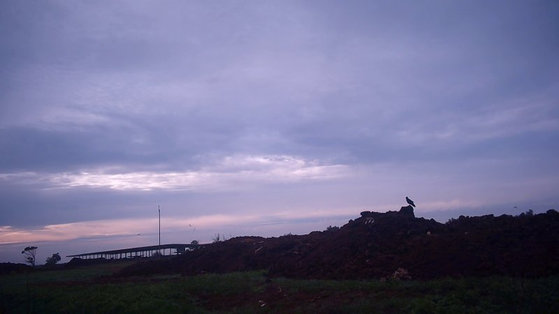 Dead pile at dairy farm